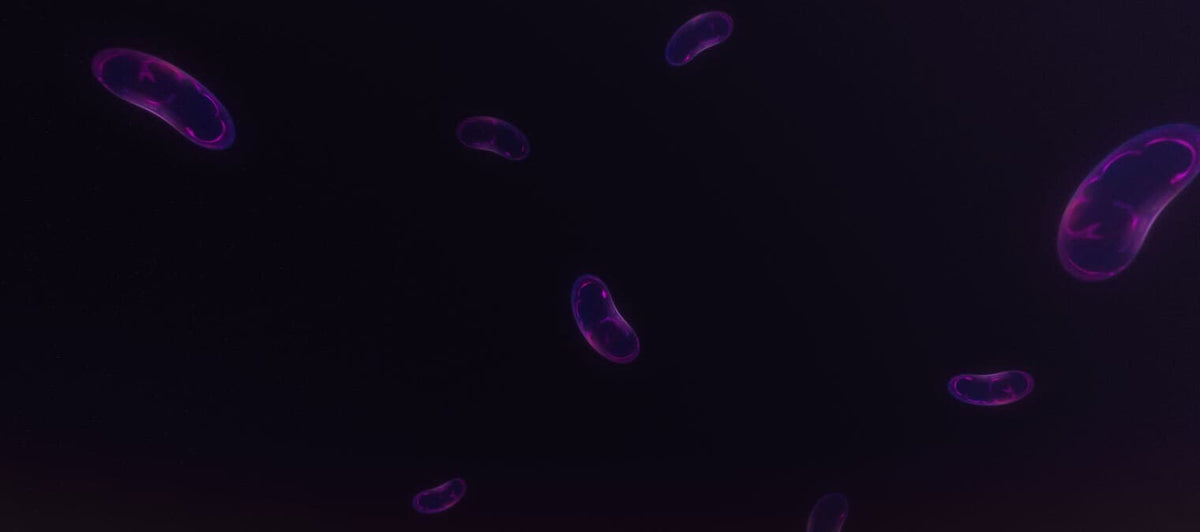 7 things you (probably) didn’t know about mitochondria