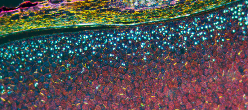 Thumbnail for 90 days of cell activity