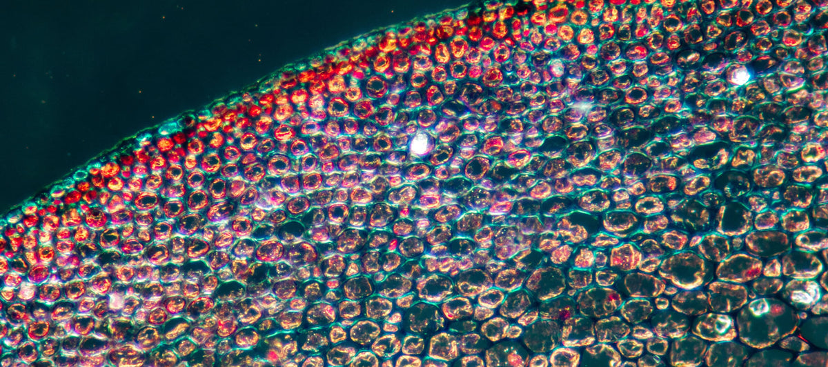 How do cells get the energy they need to do their jobs?