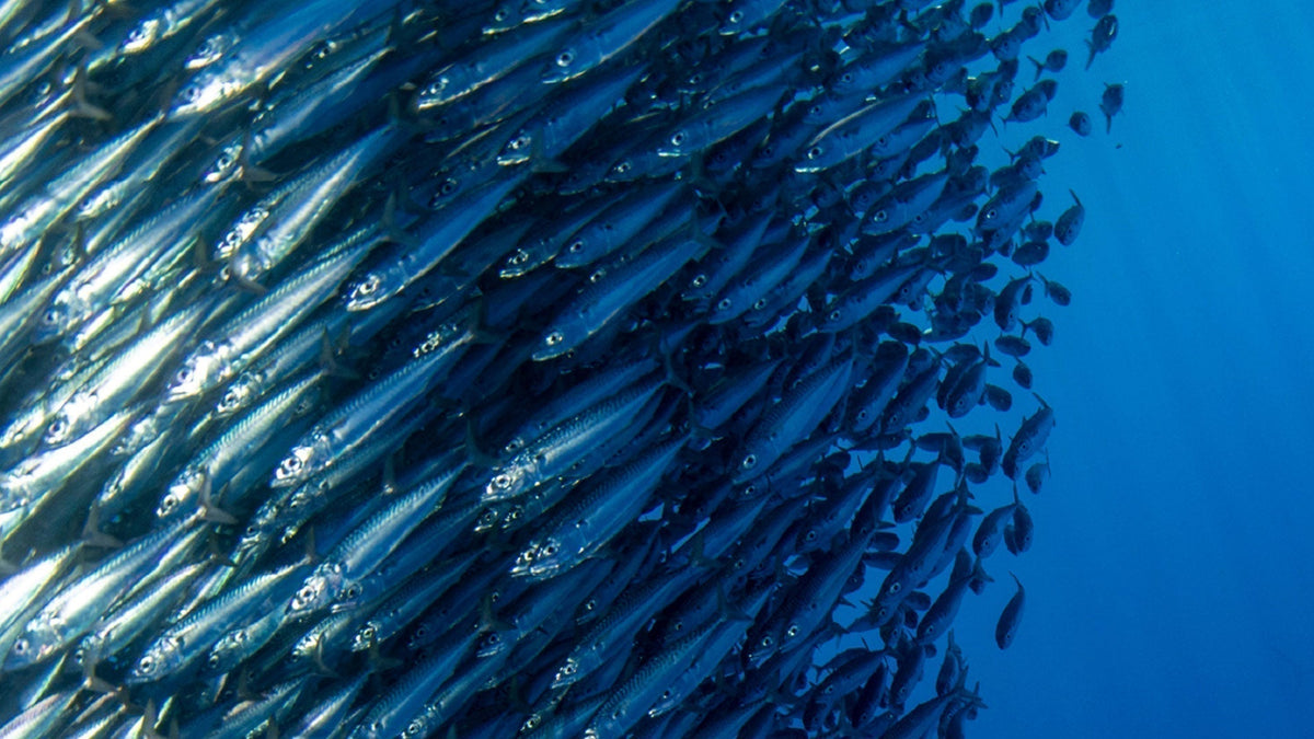 How high-purity EPA in fish oil can support your heart, brain, and long-term health
