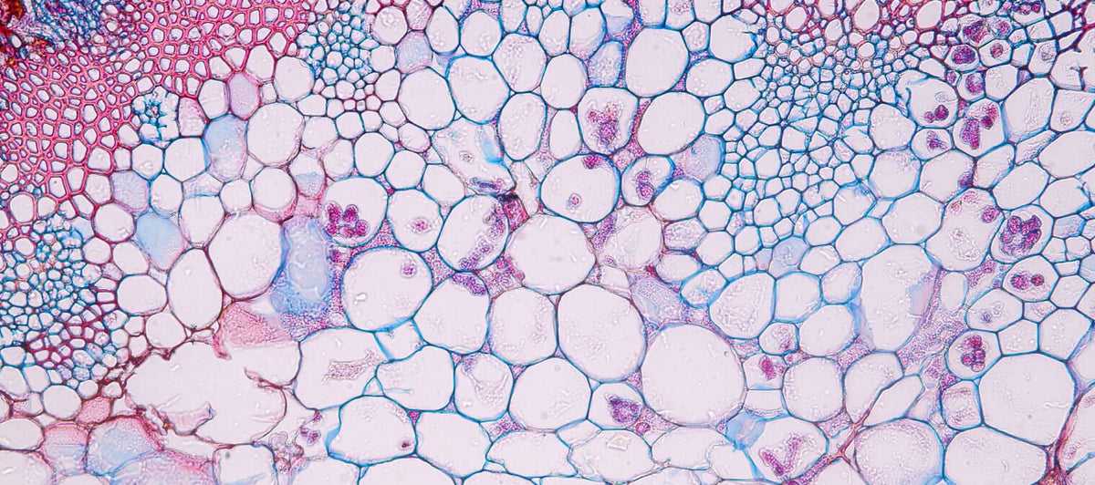 Meet the zygote