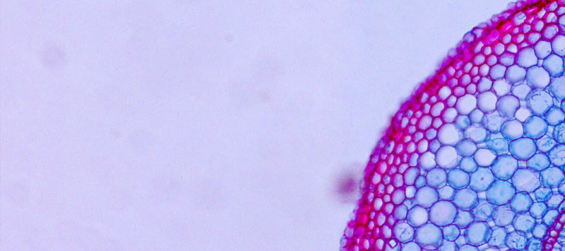 Thumbnail for Understanding the mechanisms of cell regeneration