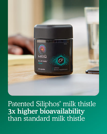 MitoQ +liver