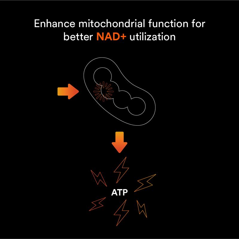 Diagram showing mitochondria and ATP production with text about enhancing mitochondrial function for better NAD+ utilization.