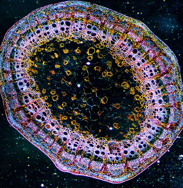 Microscopic view of plant tissue with colorful staining